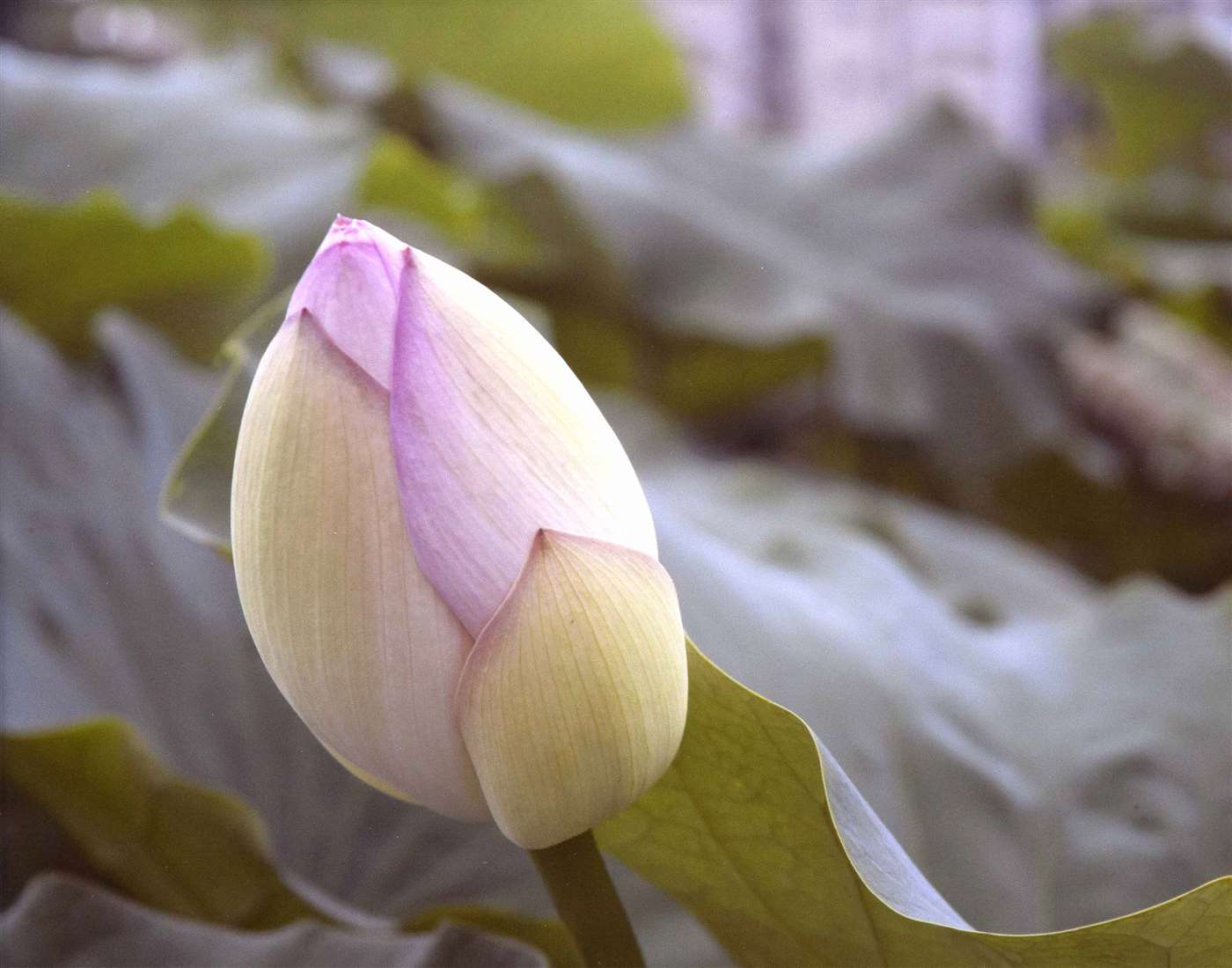 Evening Lotus