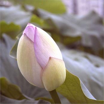 Evening Lotus by Kleelin S.