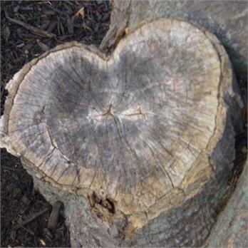 Love Tree by Rain J.