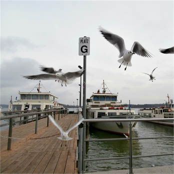 Sea Birds at Herrenchiemsee