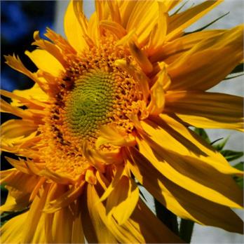 Sunflower Sunshine